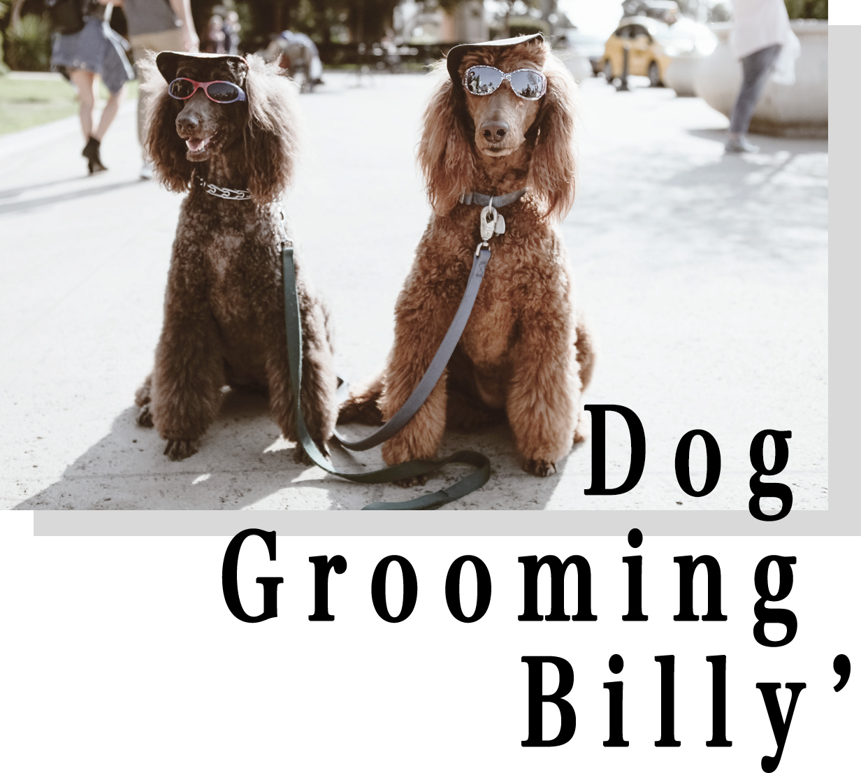 ドッググルーミング ビリー Dog Grooming Billy